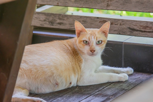 すみにいる妊娠中の猫