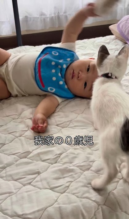 赤ちゃんが持ち上げたぬいぐるみを見つめるつなちゃん