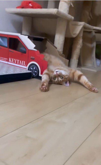 仰向けで寝ている猫