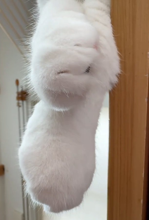 猫の手