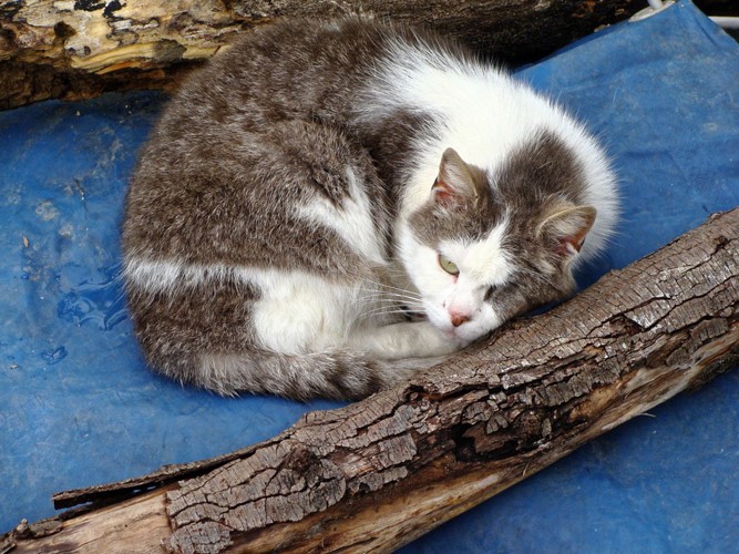 丸まる猫