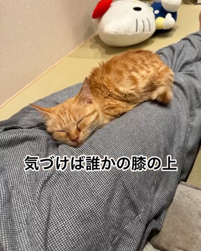 膝の上で寝る子猫