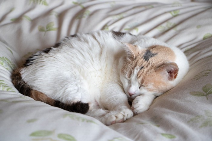 布団で丸くなる猫