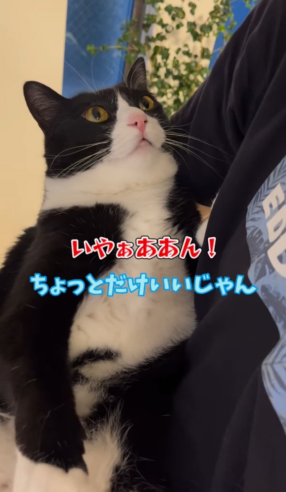 男性に抱っこされる猫「ちょっとだけいいじゃん」の文字