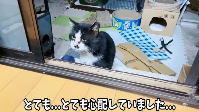 半年ぶりに家の前に姿を見せた野良猫