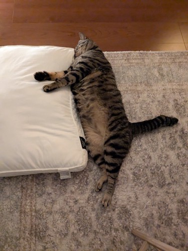 クッションに顔をつけて寝る猫