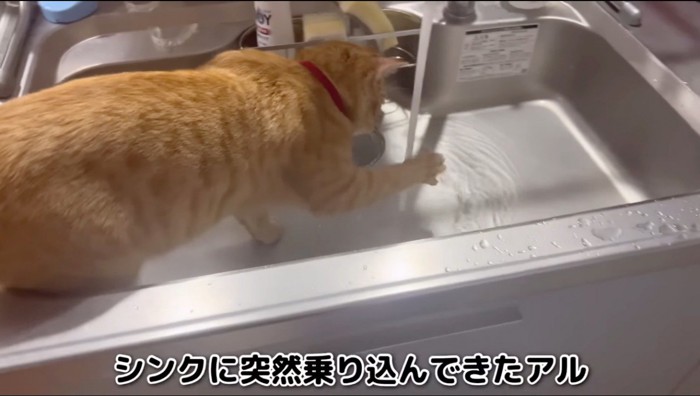 蛇口から流れる水に手を当てる赤い首輪をつけた猫