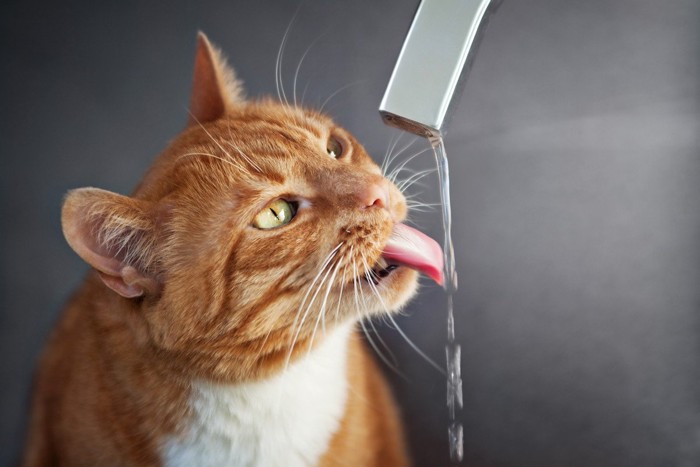 水を飲む茶トラ猫