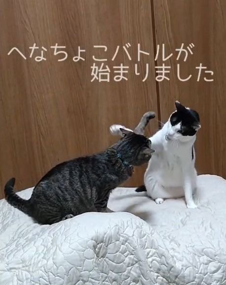 前足を上げる2匹の猫