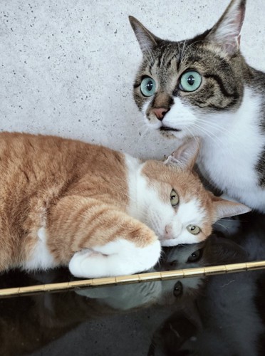 2匹の猫