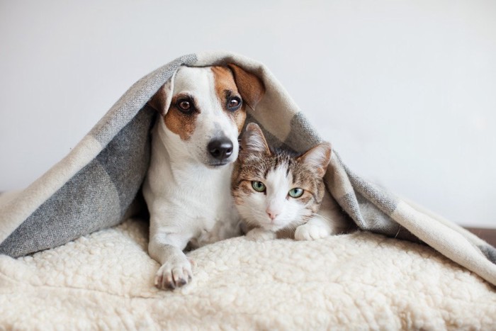 寄り添ってブランケットに包まる犬と猫