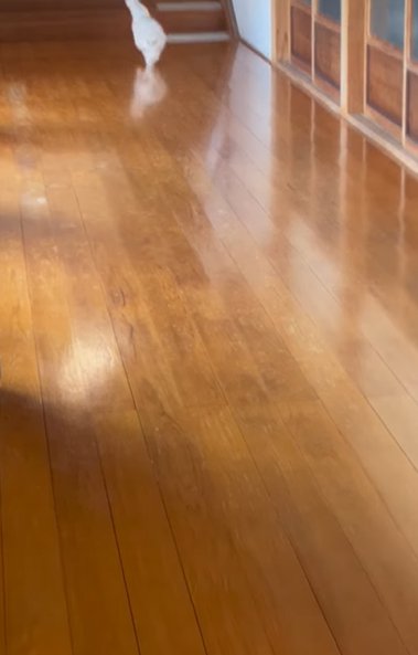 長い廊下と奥に走る猫