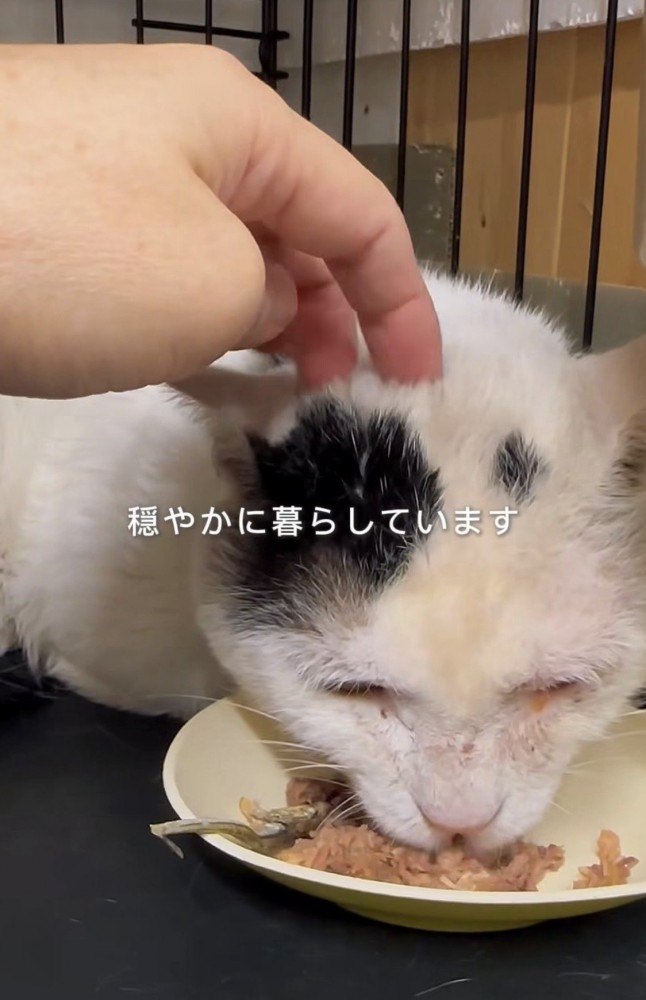 ご飯を食べる猫