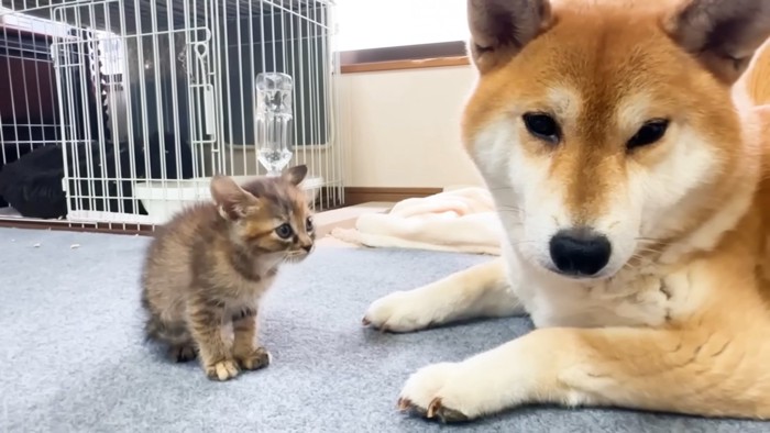 犬を見つめる子猫