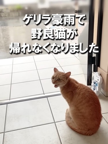 振り向いて鳴く猫