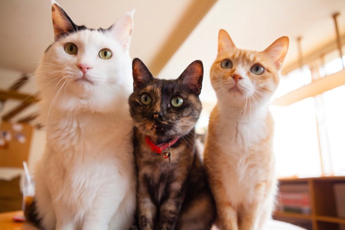 こちらを見つめる3匹の猫たち