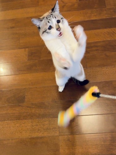 おもちゃで遊ぶ猫