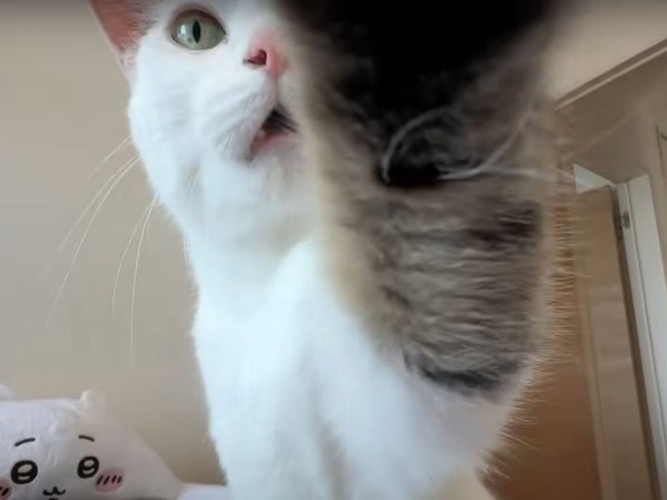 お手をする猫