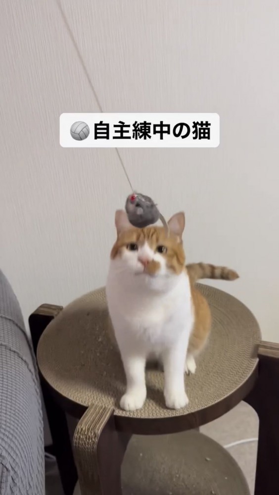 ボールで遊ぶ猫