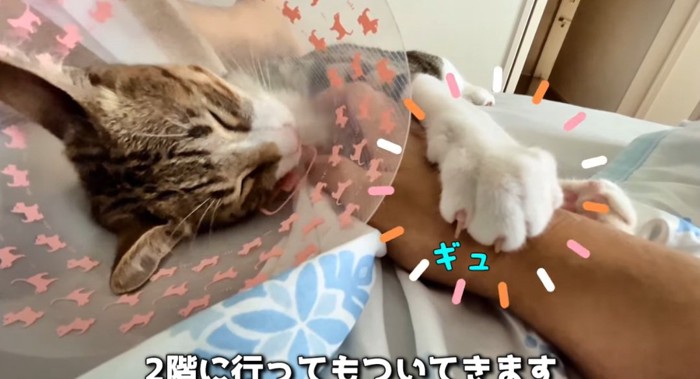 しがみつく猫