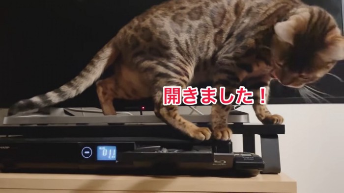 レコーダを開けた猫