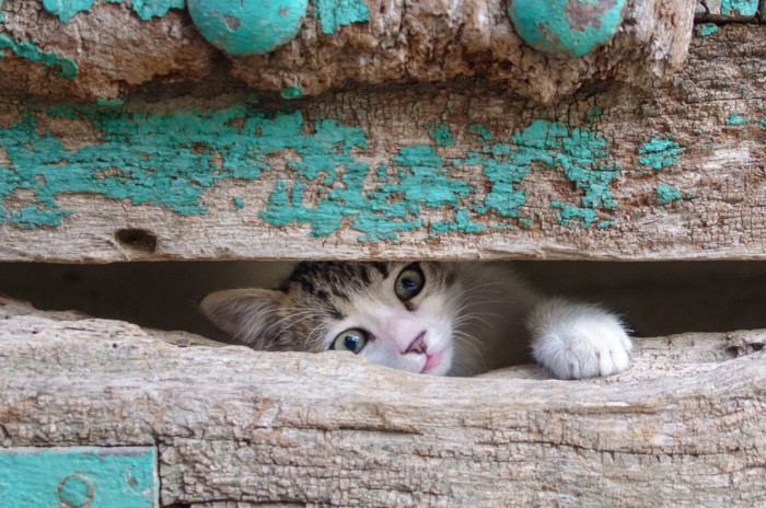 ドアの隙間に手を入れてくる子猫