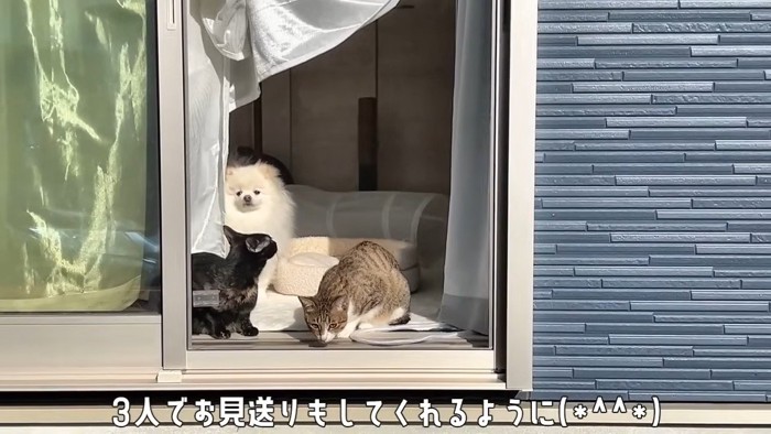 2匹の猫と犬