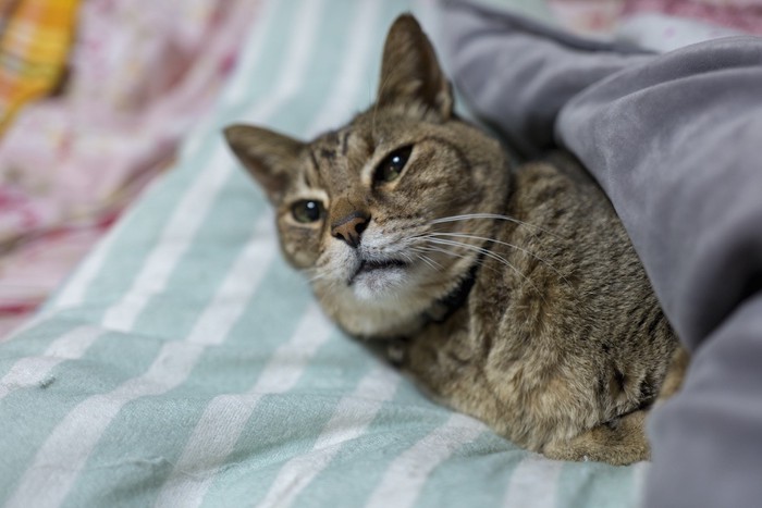 布団でくつろぐ老猫