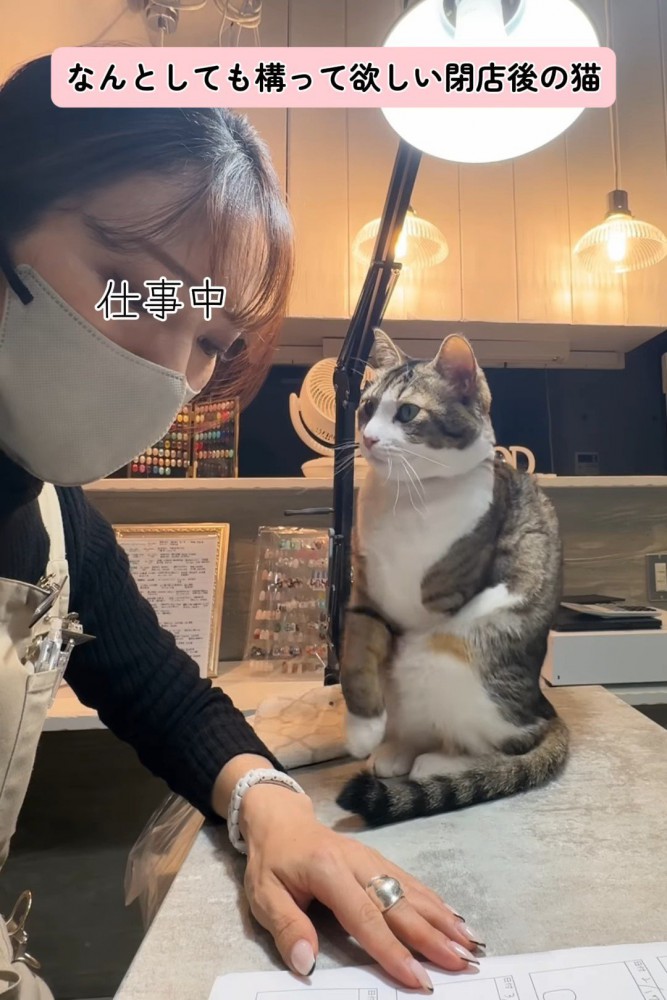 テーブルの上に座る猫