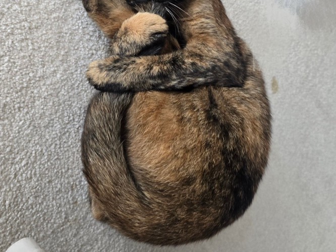 猫が前足で体を抱え込んでいる様子