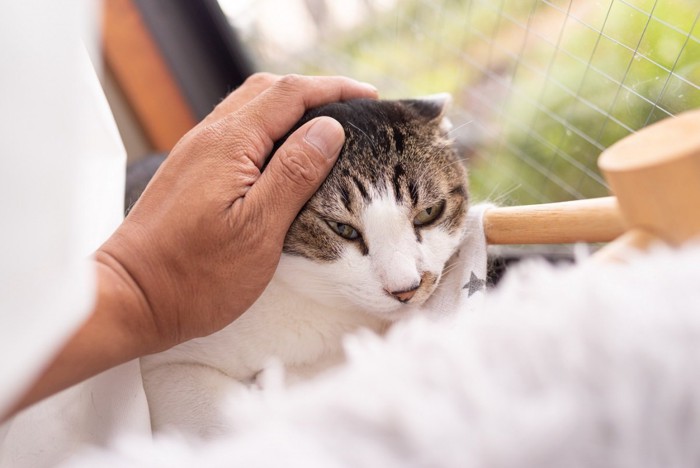 なでられる猫