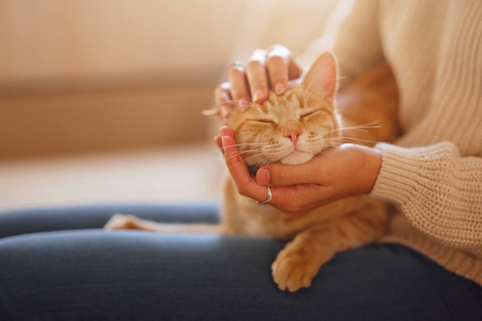 ゴロゴロ猫