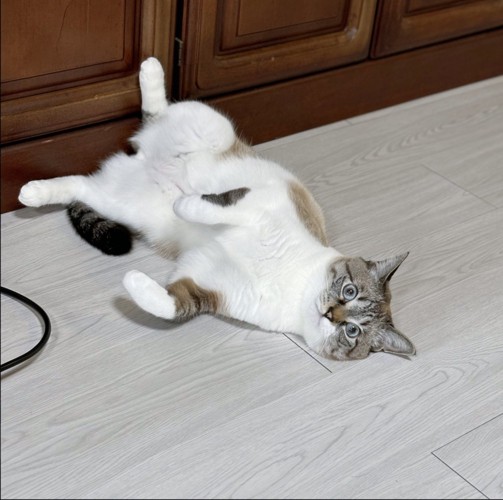 お腹を見せて寝転がる猫