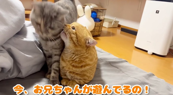 怒る猫