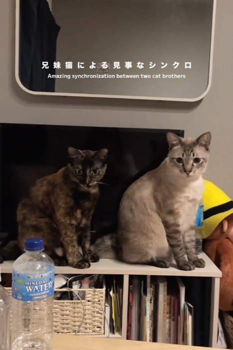 並んで座る2匹の猫