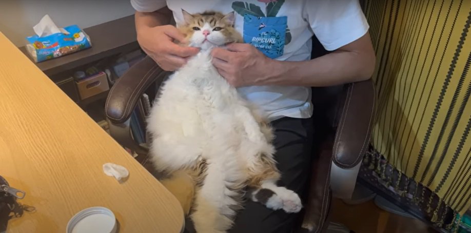 膝の上の猫