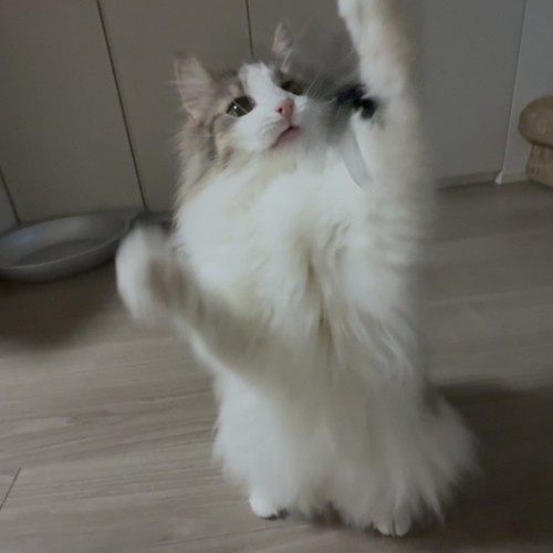 猫じゃらしに前足を伸ばす猫