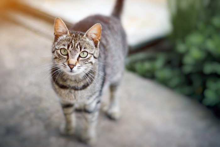 警戒中の猫