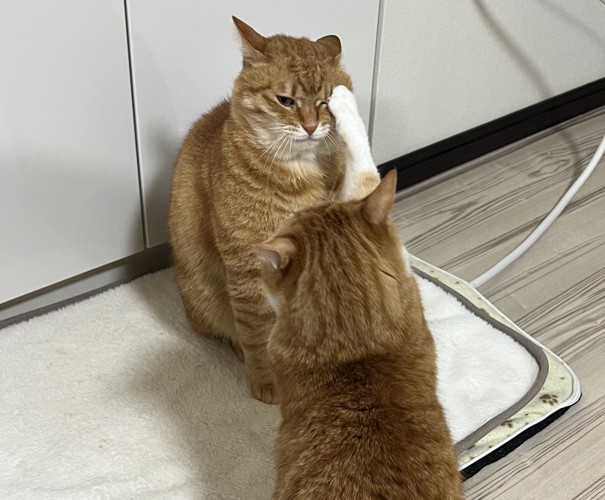 猫パンチする猫と目にくらう猫