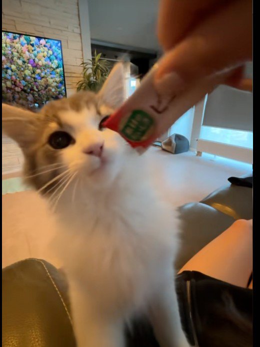 ちゅーるを食べている子猫