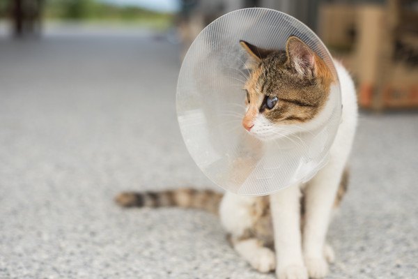 エリザベスカラーを付ける子猫