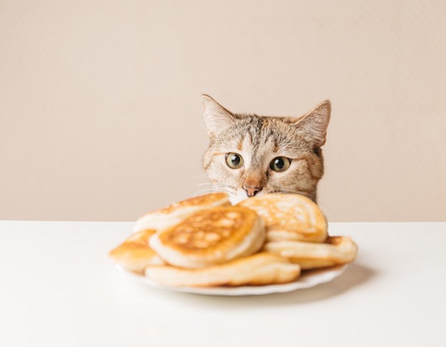 食べたい猫