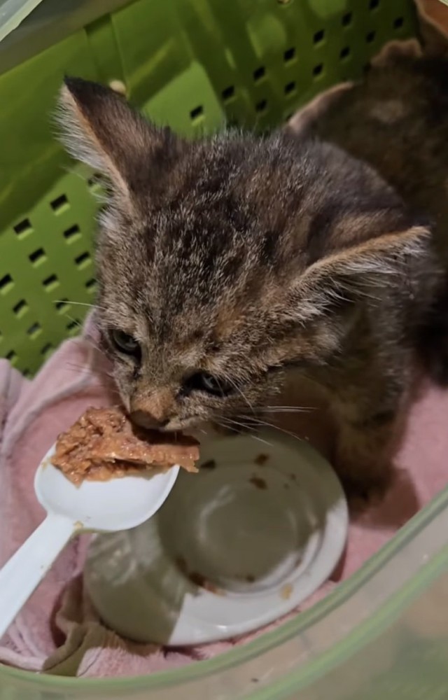 ご飯を食べる子猫