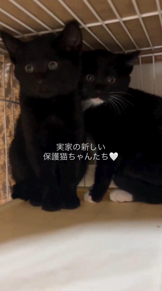 ケージの中に佇む2頭の子猫