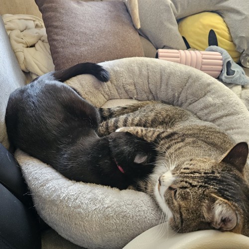 猫ベッドにいる2匹の猫