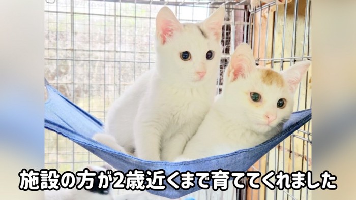 「施設の方が2歳近くまで～」のテロップ写真