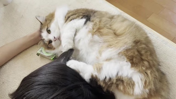 長毛猫が髪の毛を触っている様子