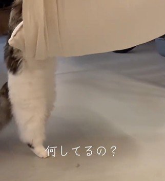 布の下からのぞく二本のもふもふした足