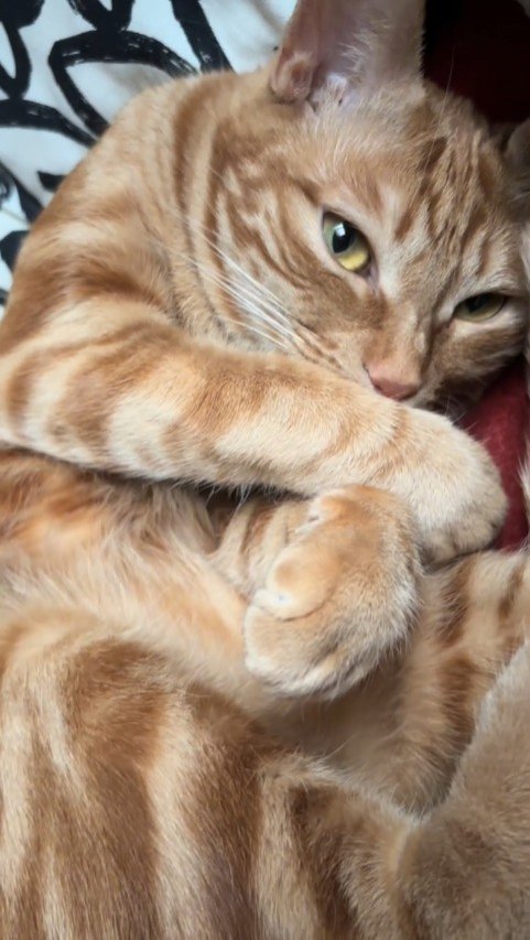 丸くなる猫