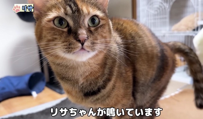 鳴いているリサちゃん